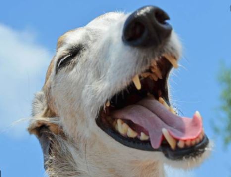 5 Signs of Pet Dental Disease And How To Prevent It